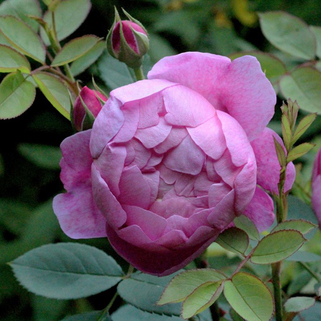 Роза шраб Роял Джубили (Royal Jubilee)