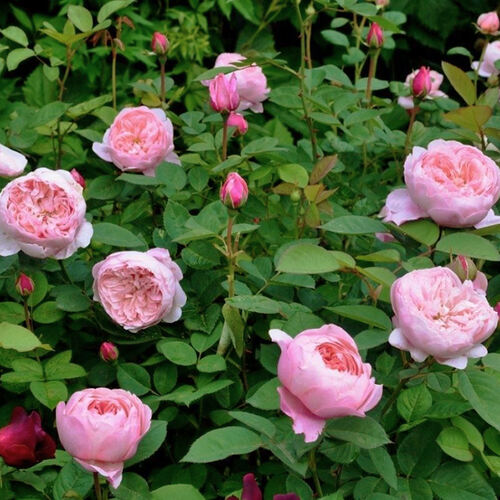 Роза английская кустовая Алнвик Роуз (The Alnwick Rose)