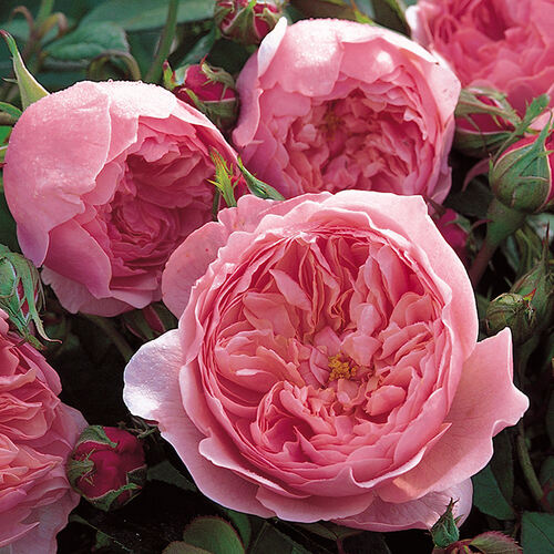 Роза английская кустовая Алнвик Роуз (The Alnwick Rose)
