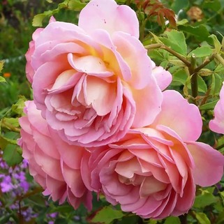 Роза английская кустовая Джубили Селебрейшн (Jubilee Celebration)