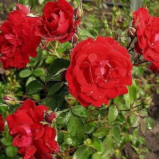 Роза парково-кустовая Чамплейн (Champlain)