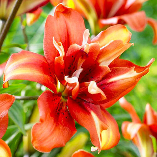 Лилия Коктейль Твинс