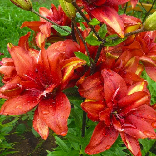 Лилия Коктейль Твинс