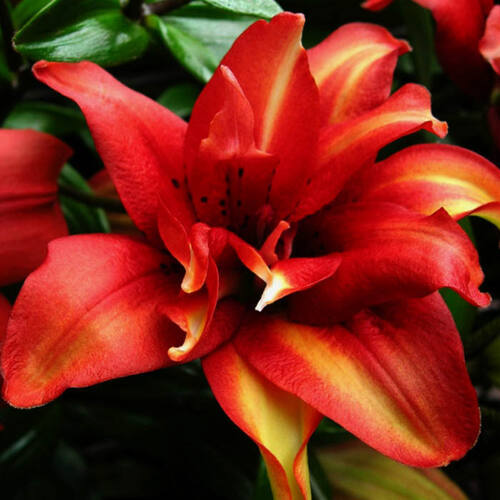 Лилия Коктейль Твинс