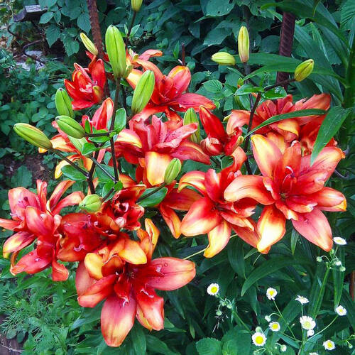 Лилия Коктейль Твинс