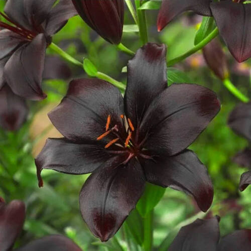 Лилия биколор азиатская Black Charm (Блэк Шарм)