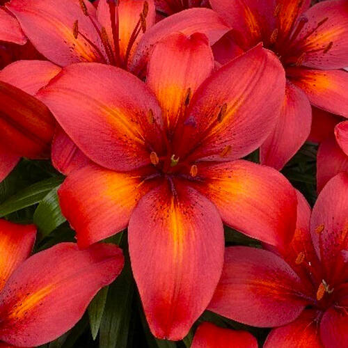 Лилия азиатская Tropical Joy (Тропикал Джой)