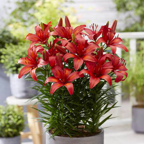 Лилия азиатская Tropical Joy (Тропикал Джой)