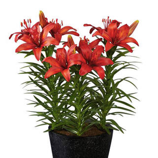 Лилия азиатская Tropical Joy (Тропикал Джой)