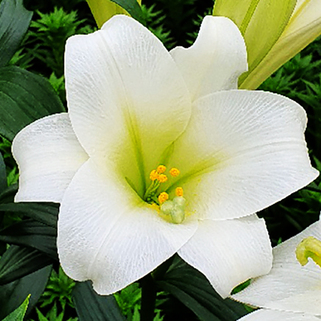 Лилия длинноцветковая Carpino (Карпино)