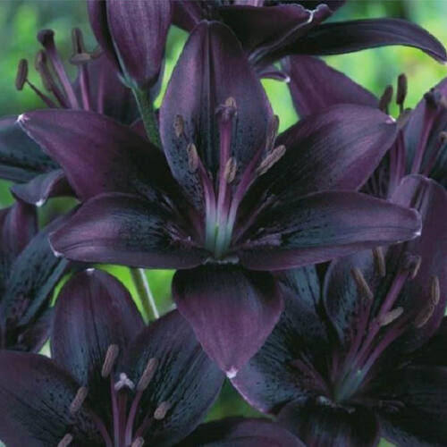 Лилия биколор азиатская Black Charm (Блэк Шарм)