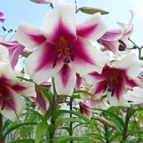 Лилия ОТ гибрид Garden Pleasure (Гарден Плеже)