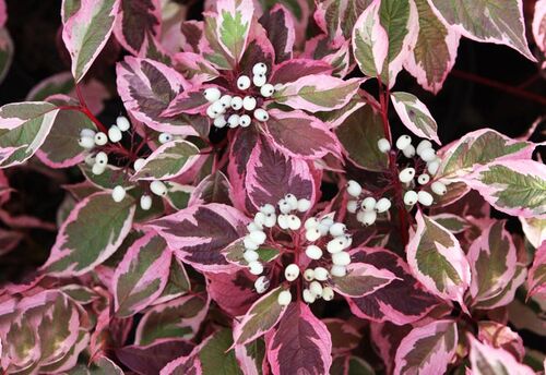 Дёрен белый Sibirica Variegata (Сибирика Вариегата)