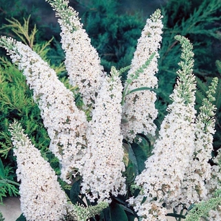Буддлея давида White Bouquet (Вайт Букет)