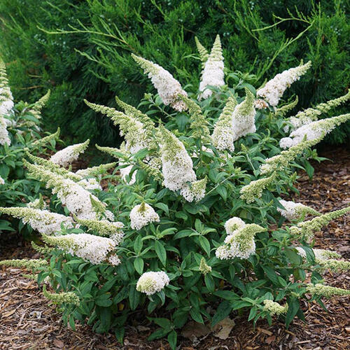 Буддлея давида White Profusion (Уайт Профьюжн)