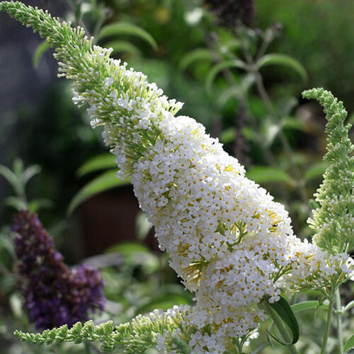 Буддлея давида White Profusion (Уайт Профьюжн)
