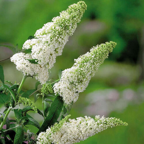 Буддлея давида White Profusion (Уайт Профьюжн)