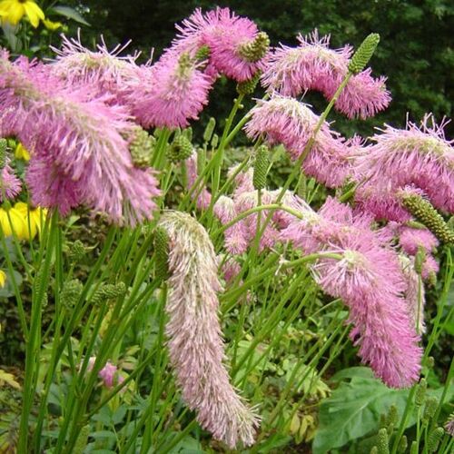 Кровохлёбка Pink Brushes (Пинк Брашес)