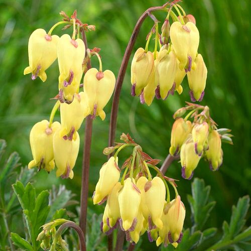 Дицентра Sulphur Hearts