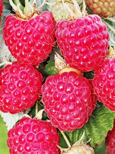 Малина Пересвет