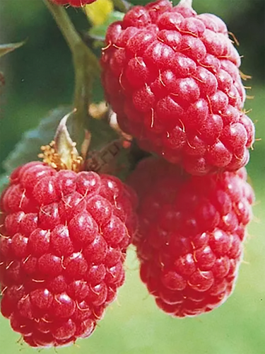 Малина Пересвет