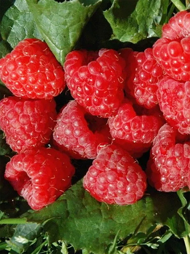 Малина Пересвет