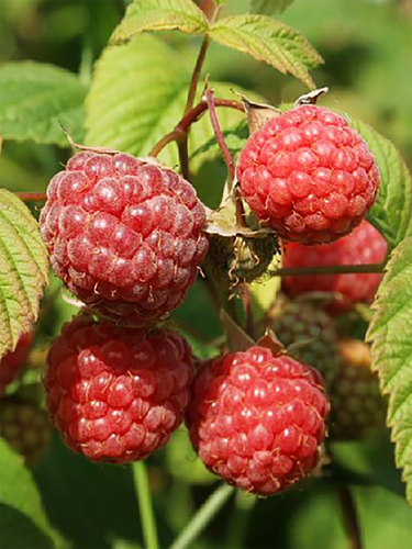 Малина Пересвет