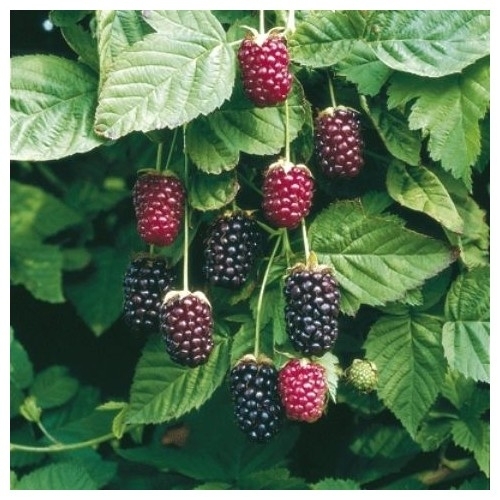 Малино-ежевичный гибрид Boysenberry  (Бойсенберри)