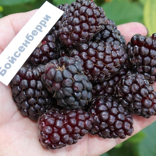Малино-ежевичный гибрид Boysenberry