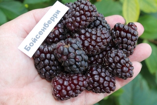 Малино-ежевичный гибрид Boysenberry  (Бойсенберри)