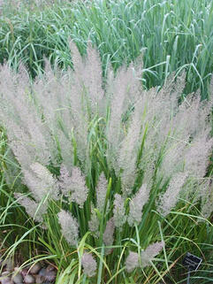 Вейник коротковолосистый 