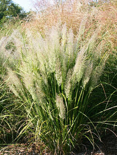 Вейник коротковолосистый 