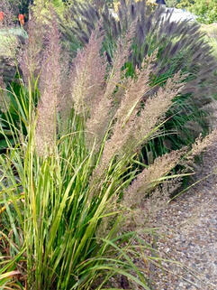 Вейник коротковолосистый 