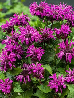 Монарда Bee-Pure (Бии-Пюр) 