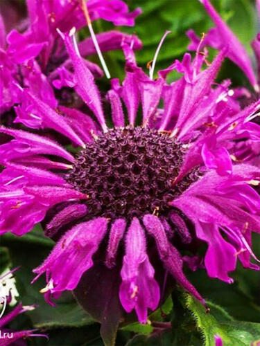 Монарда Bee-Pure (Бии-Пюр) 