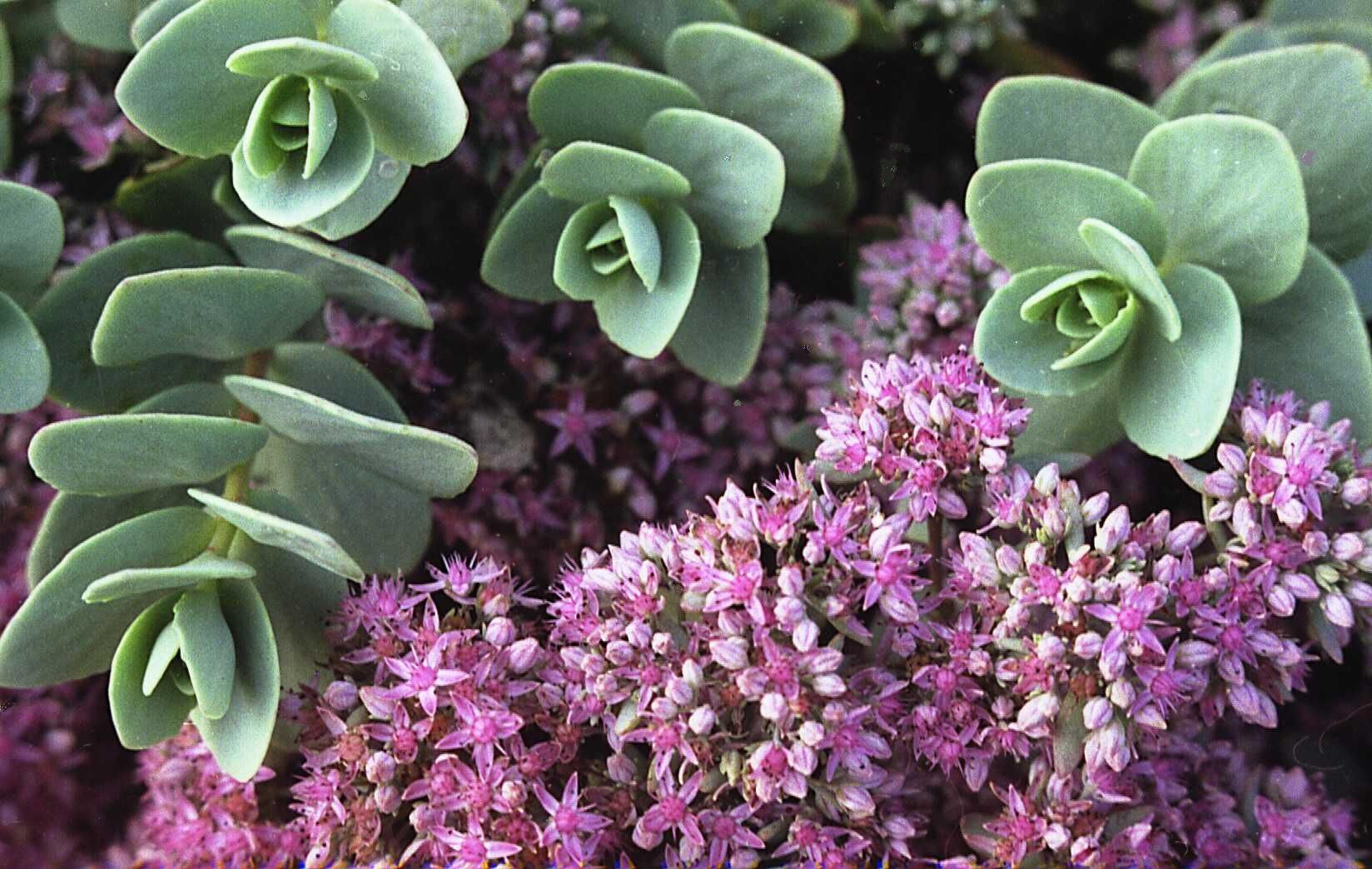 Очиток толстоветвистый Sedum pachyclados