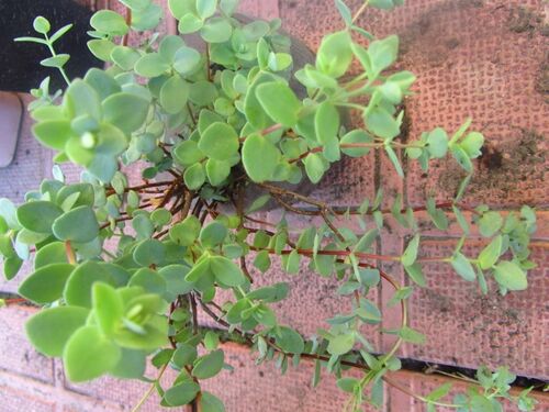 Седум (очиток) Ewersii Ledeb (Еверси Лебед)