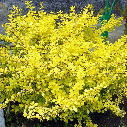 Барбарис тунберга Aurea (Аурея)