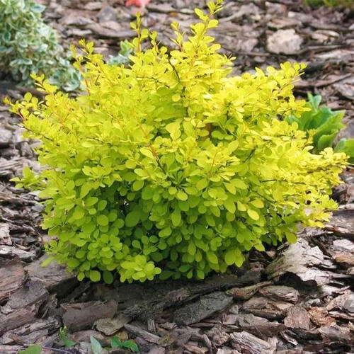 Барбарис тунберга Aurea (Аурея)