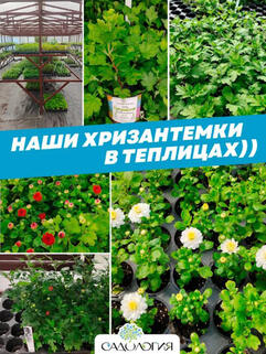 Набор шаровидных (мультифлора) ХРИЗАНТЕМ микс из 12 шт