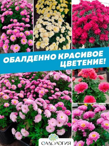 Набор корейских и шаровидных ХРИЗАНТЕМ из 6 шт