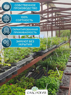 Набор шаровидных (мультифлора) ХРИЗАНТЕМ микс из 12 шт