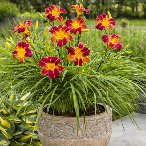 Лилейник EveryDaylily Red Rib (Эври Дейлили Ред Риб)