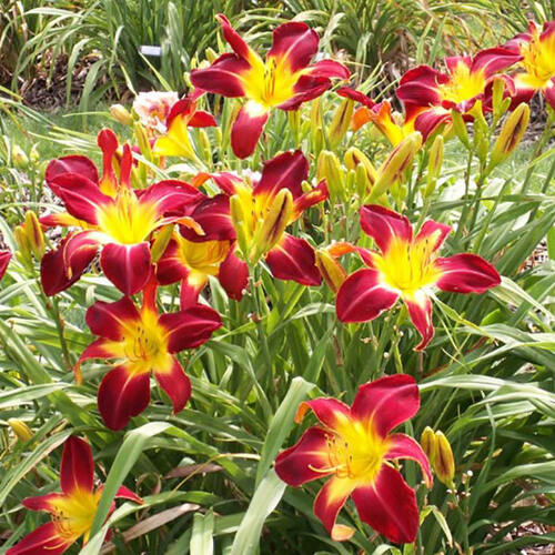 Лилейник EveryDaylily Red Rib (Эври Дейлили Ред Риб)