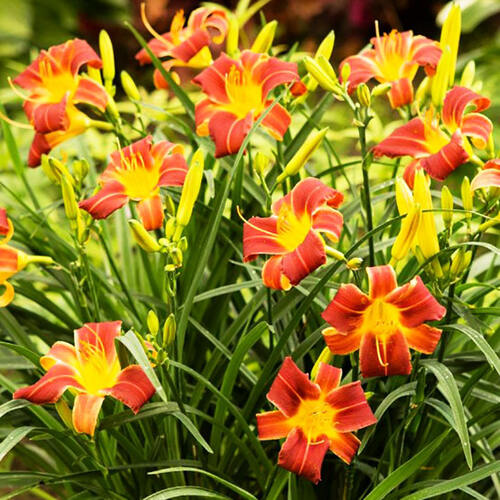 Лилейник EveryDaylily Red Rib (Эври Дейлили Ред Риб)