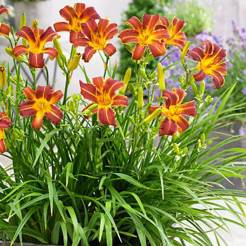 Лилейник EveryDaylily Red Rib (Эври Дейлили Ред Риб)