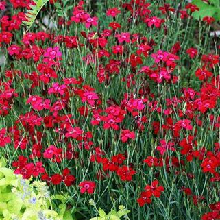 Гвоздика травянка Brilliant Red (Бриллиант Ред)