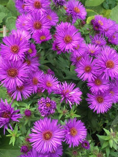 Астра новоанглийская Purple Dome (Пепл Дом), горшок Р9