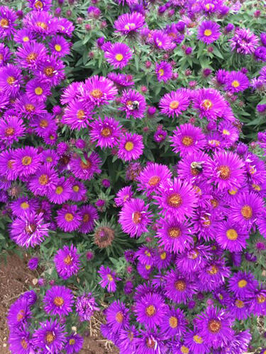 Астра новоанглийская Purple Dome (Пепл Дом), горшок Р9