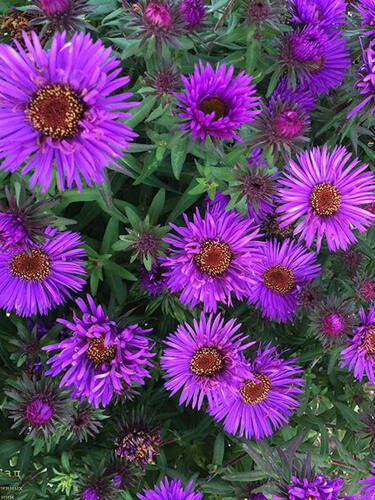 Астра новоанглийская Purple Dome (Пепл Дом), горшок Р9